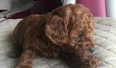 大狗最新爆料视频大全,揭秘热点事件背后的真相